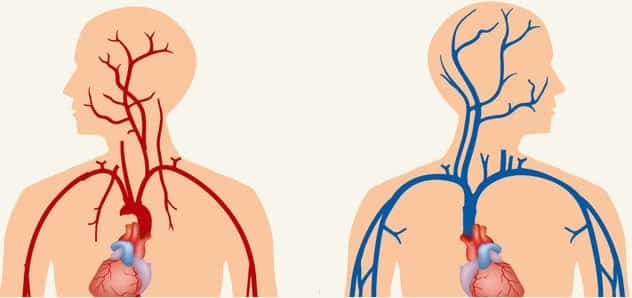 A diagram of two bodies, showing the different veins and arteries that lead to the heart.