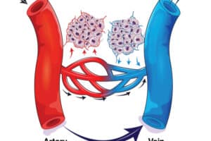 Gaseous and nutrient exchange between cells and blood vessel.