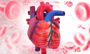 Human,Circulation,Cardiovascular,System,With,Heart,Anatomy.,3d,Illustration